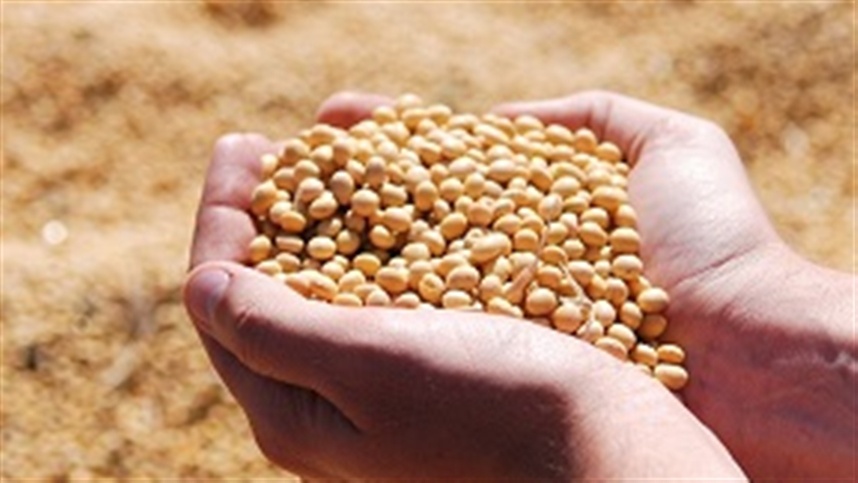 Soja em Alta na Bolsa de Chicago: Pressão nos Preços e Cenário de Cautela nos Mercados Agrícolas