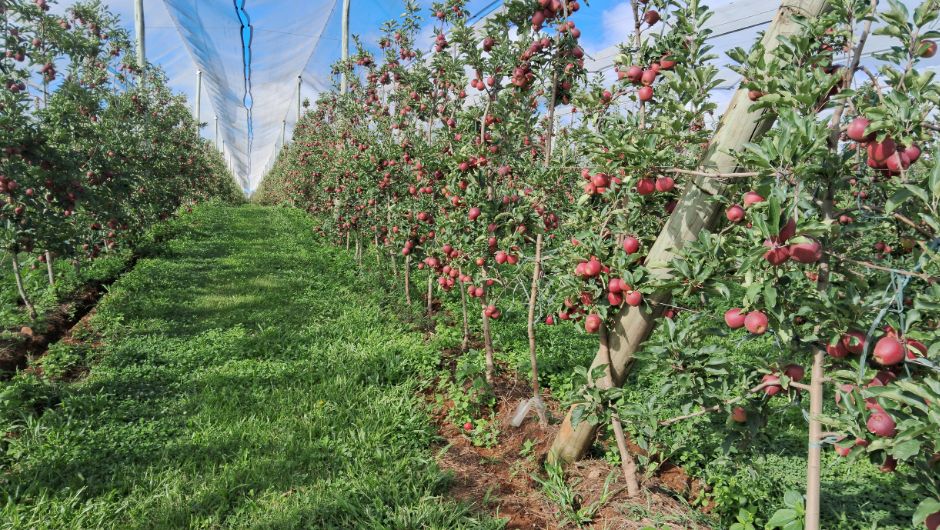 "Rasip Agro Projeta Recorde de 55 Mil Toneladas de Maçãs na Safra 2026 e Expande Exportações"