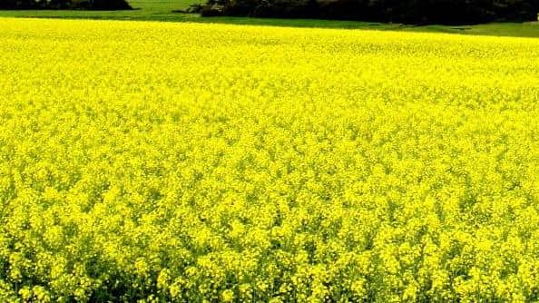 Safra de inverno 2026 no RS: canola em expansão supera trigo; El Niño favorece carinata