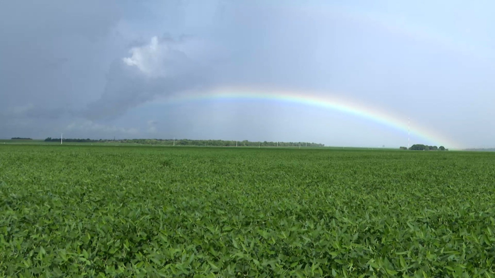 "Agronegócio: Desafios Climáticos na Colheita de Soja e o Potencial Econômico do Buriti no Interior"