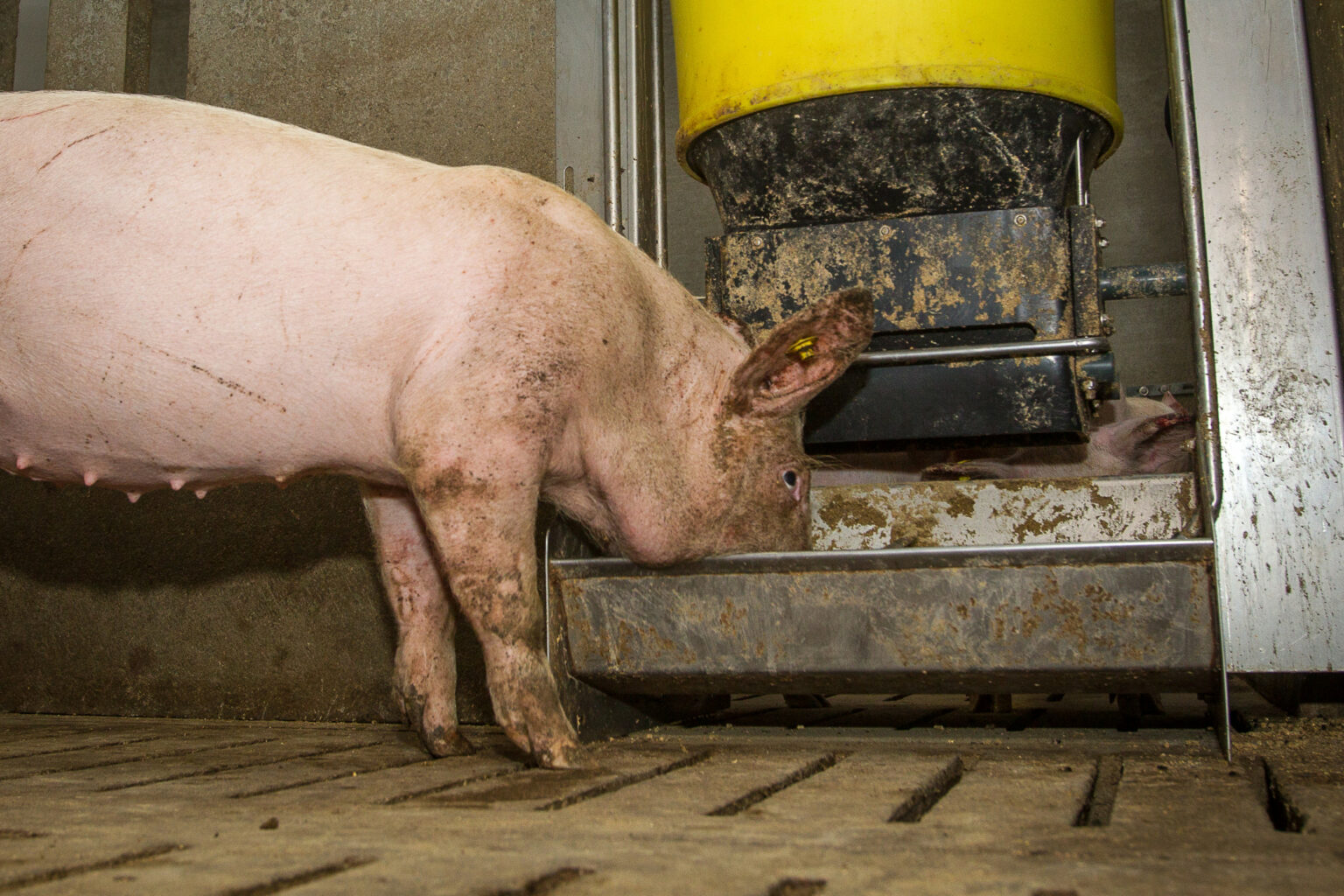 "Custos de Suinocultura e Avicultura em 2025: Desafios e Oportunidades para Produtores no Brasil"