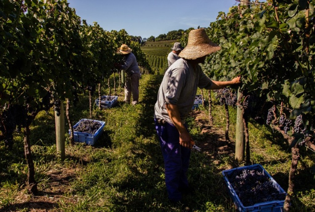Colheita de Uvas no RS: Técnicas de Manejo Garantem Vinhos de Alta Qualidade em 2023