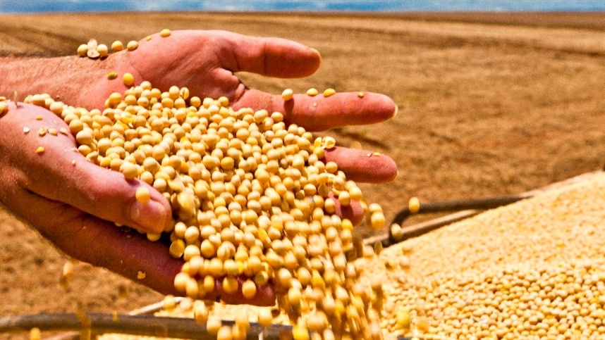 Otimismo na Soja do Paraná: Preços e Semeadura Movimentam o Mercado Agrícola em 2026