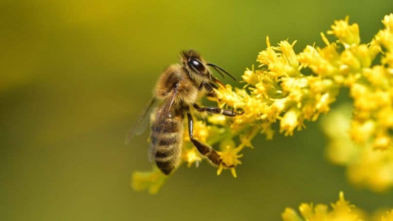 GeoApis: monitoramento de lavouras impulsiona polinização, biodiversidade e agtech no Brasil