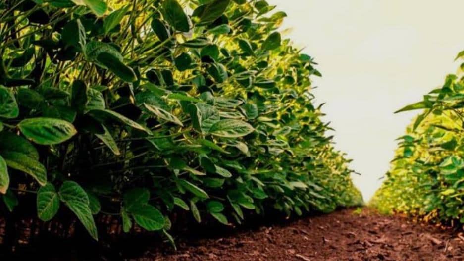 Agricultura regenerativa: sinergia entre práticas sustentáveis