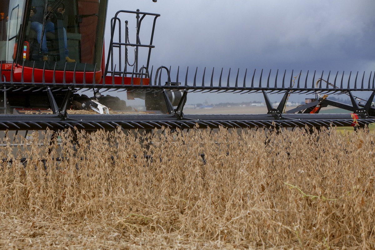 Queda dos Preços do Milho em Chicago e Avanço Acelerado da Colheita de Soja no Brasil Impulsionam Mercado Agrícola em 2023