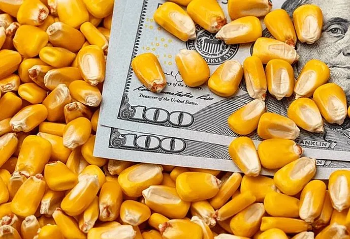 Milho fecha em alta na CBOT e na B3; físico na BR-163 segue dividido