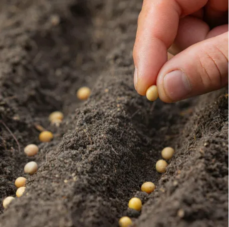 El Niño deve persistir até 2027 e pede manejo específico da soja, aponta Embrapa