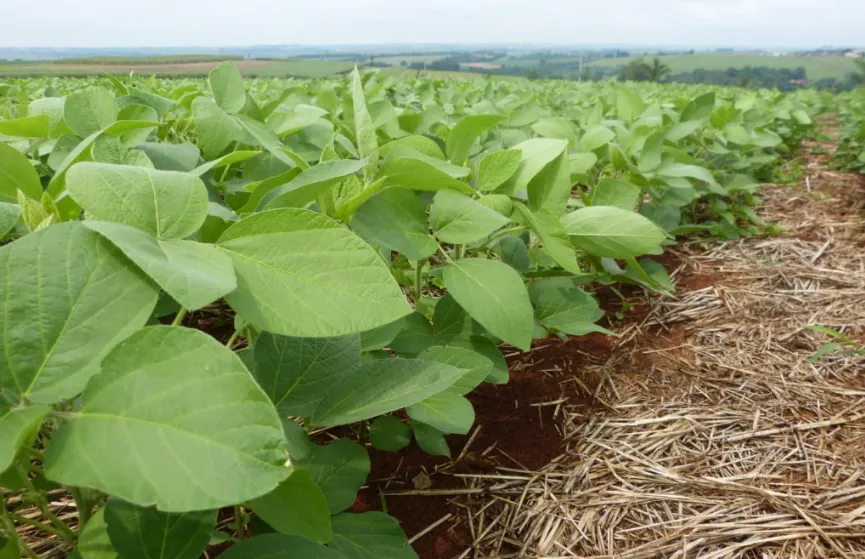 Bioma registra primeiro biofungicida brasileiro 100% à base de metabólitos
