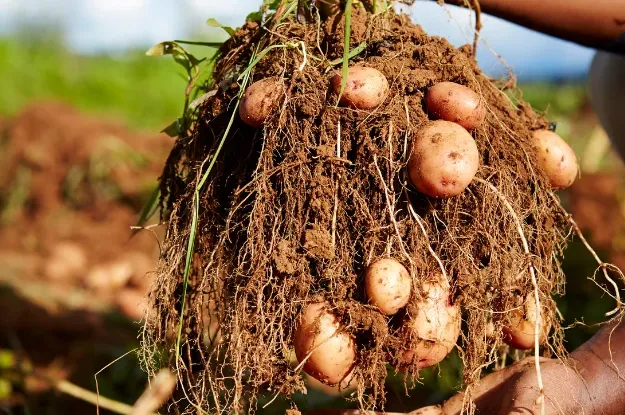 IAC leva tecnologia inovadora para produção de batata-semente ao 9º Workshop sobre Viroses da Batata, no Paraná