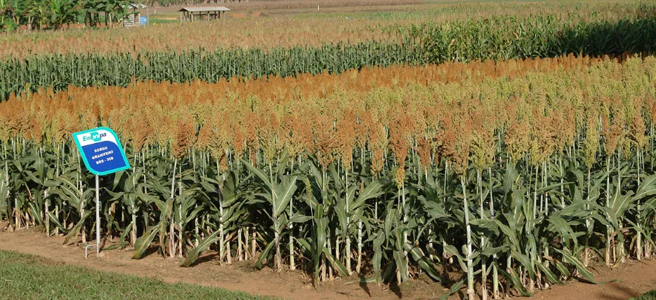 Sorgo brasileiro avança na China e produção nacional registra alta de 20%