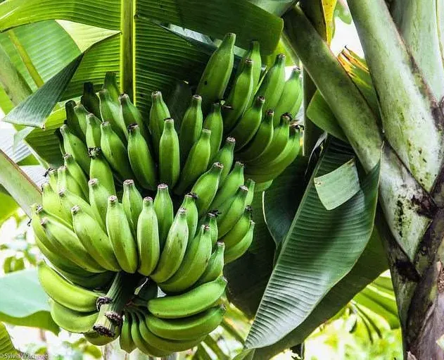 Chácara Thaysa avança na certificação orgânica de banana em Arapongas