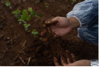 Safra 2026/2027: especialistas apontam que manejo contra doenças e nematoides na soja deve iniciar antes do plantio  