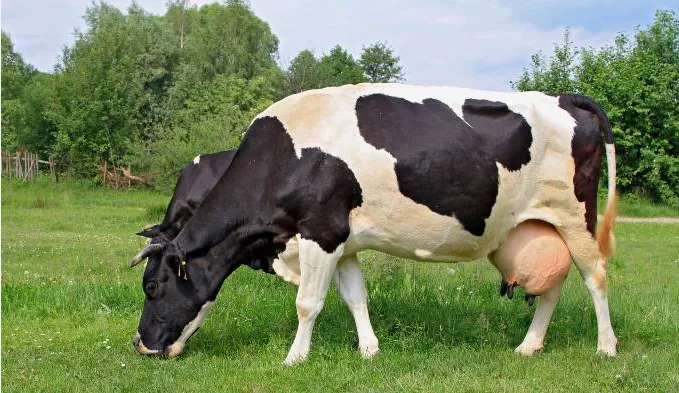 Estudo da Unifran testa alternativa natural para combater infecções em bovinos e ajudar pecuária brasileira a atender exigências europeias