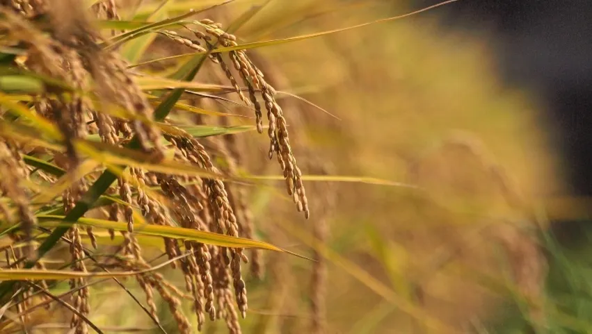 El Niño entra no radar da orizicultura 2026/27 no Mercosul