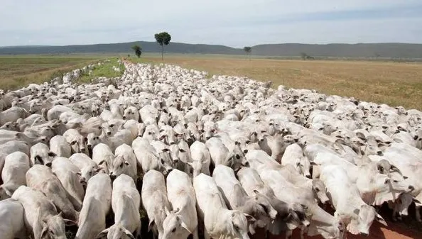 Mercado do boi busca equilíbrio entre consumo fraco de carne e oferta limitada de animais