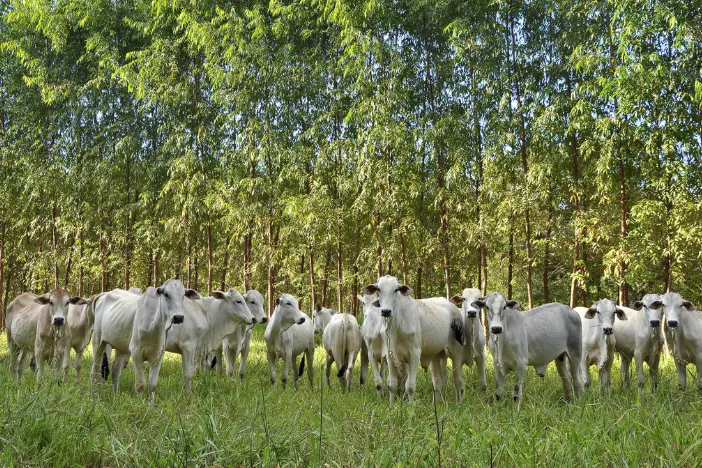 Mato Grosso bate recorde de exportações de carne bovina e fatura US$ 2,8 bilhões em sete meses