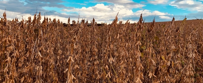 Sojicultores apostam em manejo fisiológico e conquistam produtividade de até 122,66 sacas por hectare (scs/ha)