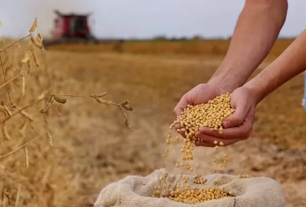 Mix de cobertura eleva produtividade da soja em 8,1 sacas por hectare em Rio Verde