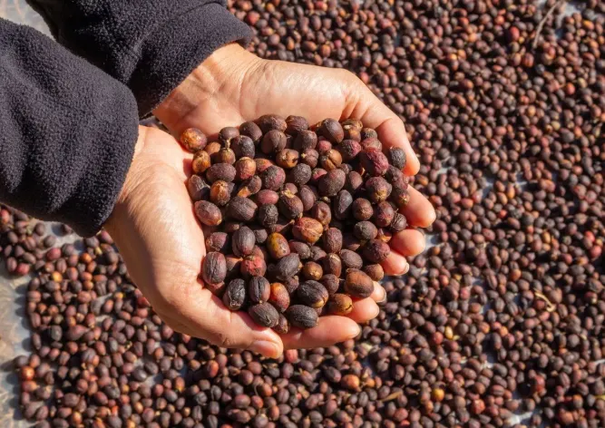 Espírito Santo testa pela primeira vez no Brasil o uso de gás natural na secagem de café