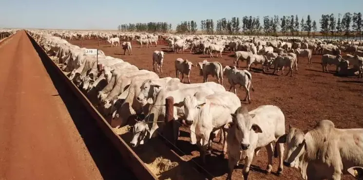 Fazenda no Tocantins alcançou capacidade de engorda e confinamento para 65 mil bovinos