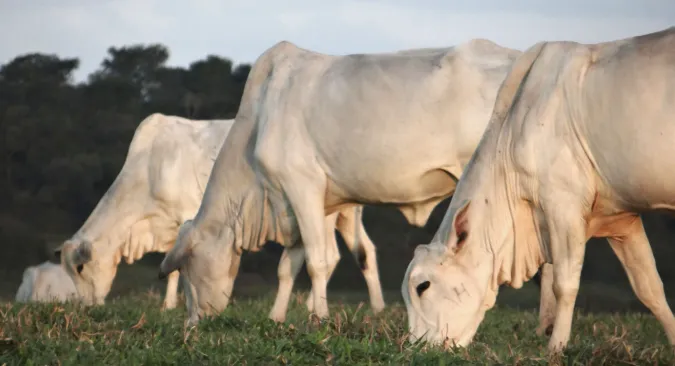 Planejamento nutricional garante desempenho do rebanho durante a entressafra
