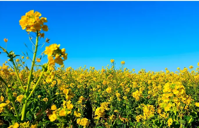 Canola deve dobrar área no RS em 2026 e superar 350 mil hectares