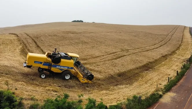 Colheita de trigo chega a 6,7% no Brasil e começa no Paraná