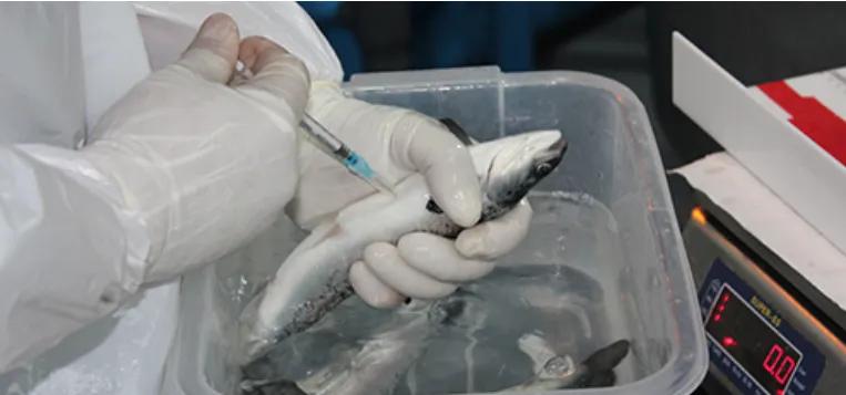 Instituto de Pesca expande a produção de vacina de DNA contra Francisella orientalis 