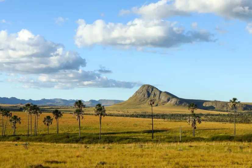 Projeto Regenera Cerrado avalia práticas regenerativas no sudoeste de Goiás
