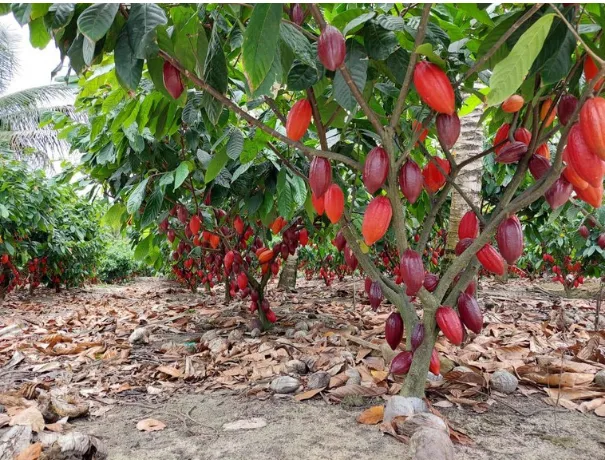 Parceria entre ICL e ofi Brasil mira até 5 mil hectares de cacau na Bahia