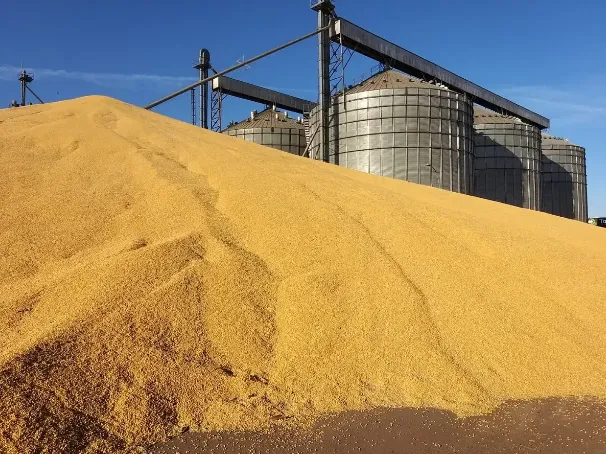 Mato Grosso supera Argentina em produtividade de milho, aponta Imea