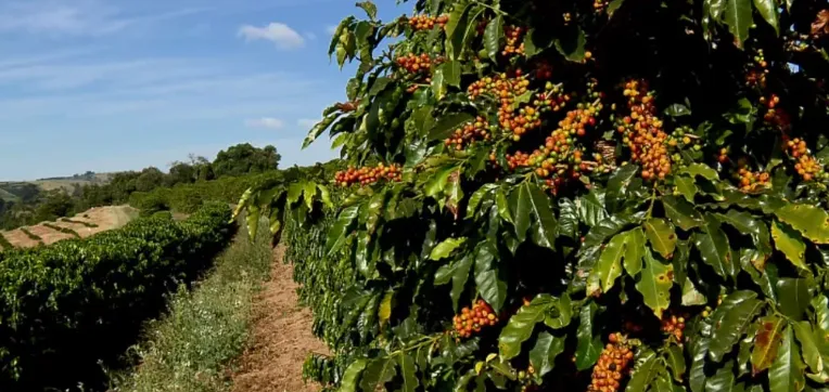 Sistema Faemg Senar lança pesquisa inédita para estimar safra de café em Minas Gerais