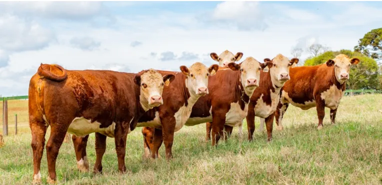 Pecuária catarinense conquista 65 prêmios na 49ª Expointer
