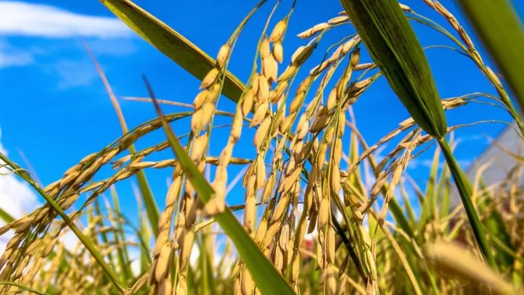 Diferença de preços restringe negócios de arroz em casca no RS, aponta Cepea