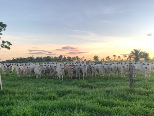 Cotações da reposição de fêmeas Nelore no Acre no dia 11