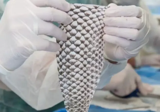 Jaguaribara receberá a primeira fábrica de curativos de pele de tilápia do Brasil