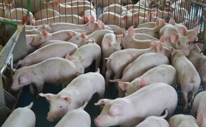 Custo do suíno vivo sobe a R$ 6,35/kg em Santa Catarina em agosto