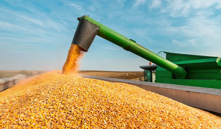 Produção nacional de milho safrinha cai 7,9% na safra 2025/26