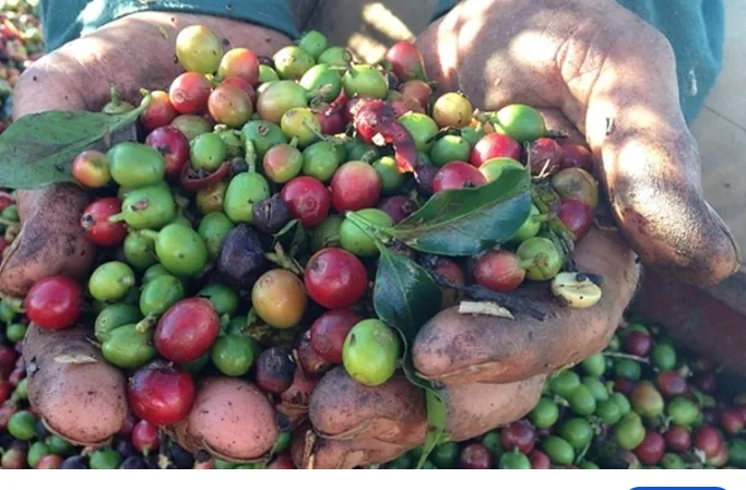 Chuvas atrasam o fim da colheita de café no Sul de Minas e antecipam a florada