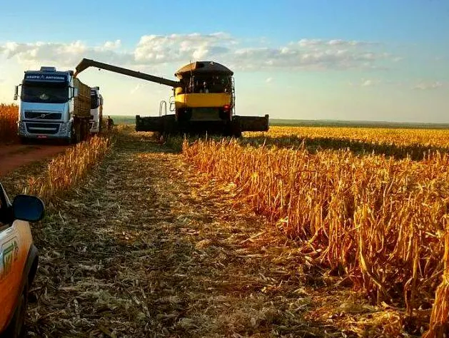 Chuvas atrasam colheita de milho em Mato Grosso e produtores enfrentam queda nos preços