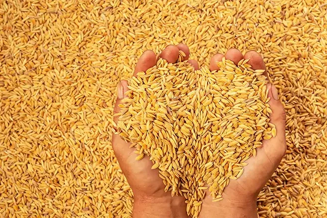 Saca de arroz em casca chega a R$ 80,35 no RS, valor não praticado desde março do ano passado