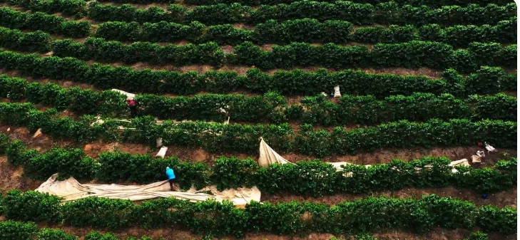 Menor avanço de colheita de café desde 2018 na área da Cooxupé