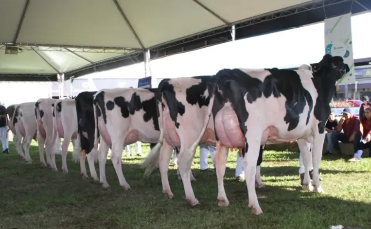 Raça Holandesa confirma 181 animais inscritos para a Expointer 2026