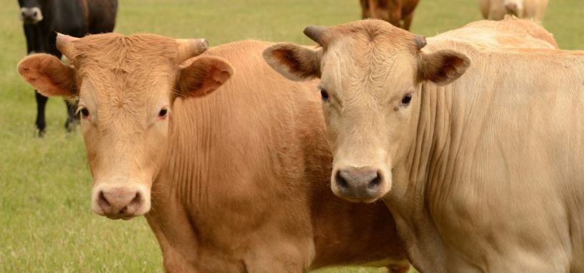 Com insumos em alta, indústria de nutrição animal adota integração de dados e processos como defesa competitiva