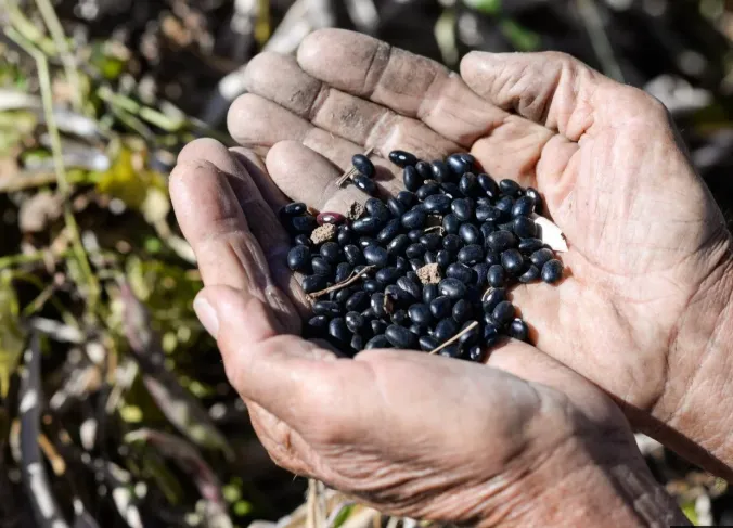 Primeira safra de feijão avança no Rio Grande do Sul, mas frio reduz desenvolvimento das lavouras