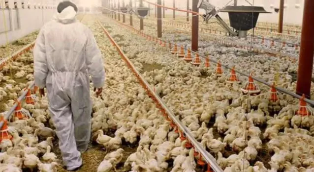 China avança nas vendas externas de frango e Paraná reforça liderança na avicultura brasileira