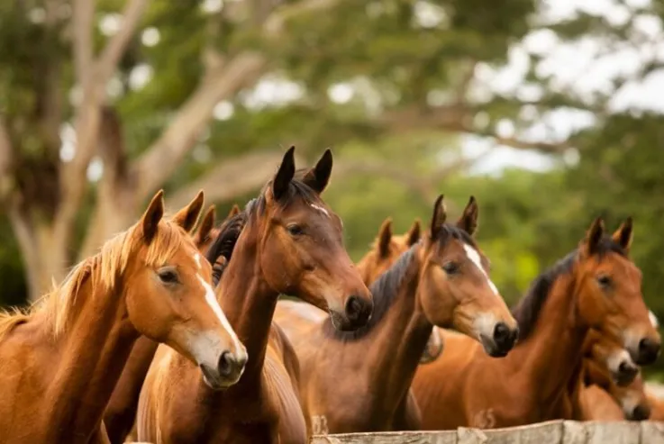Rebanho equino do oeste da Bahia avança 0,5% e chega a 50,9 mil cabeças em 2024