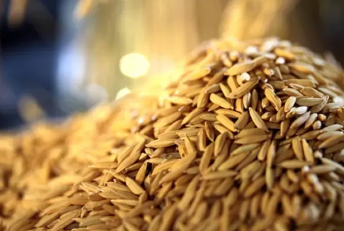 Indicador do arroz em casca acumula alta de 4,50% em setembro no Rio Grande do Sul