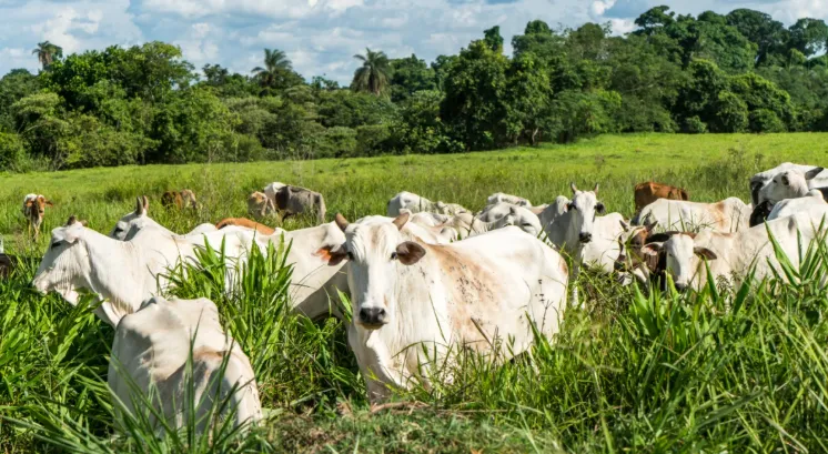 Pecuária representa 40% do PIB agrícola global e fornece 33% da proteína consumida no mundo, aponta FAO